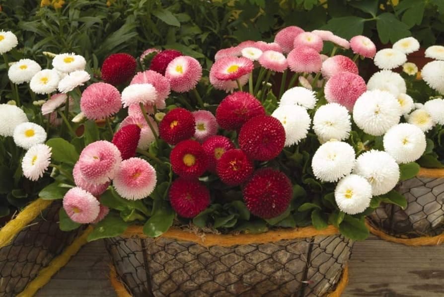 Mixed Bellis Perennis Tasso Flower Seeds – Heirloom, Non-GMO, High Germination Seeds