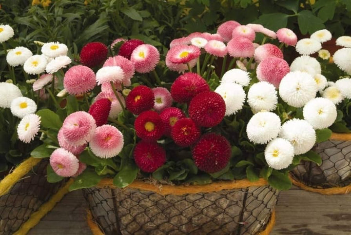 Mixed Bellis Perennis Tasso Flower Seeds – Heirloom, Non-GMO, High Germination Seeds