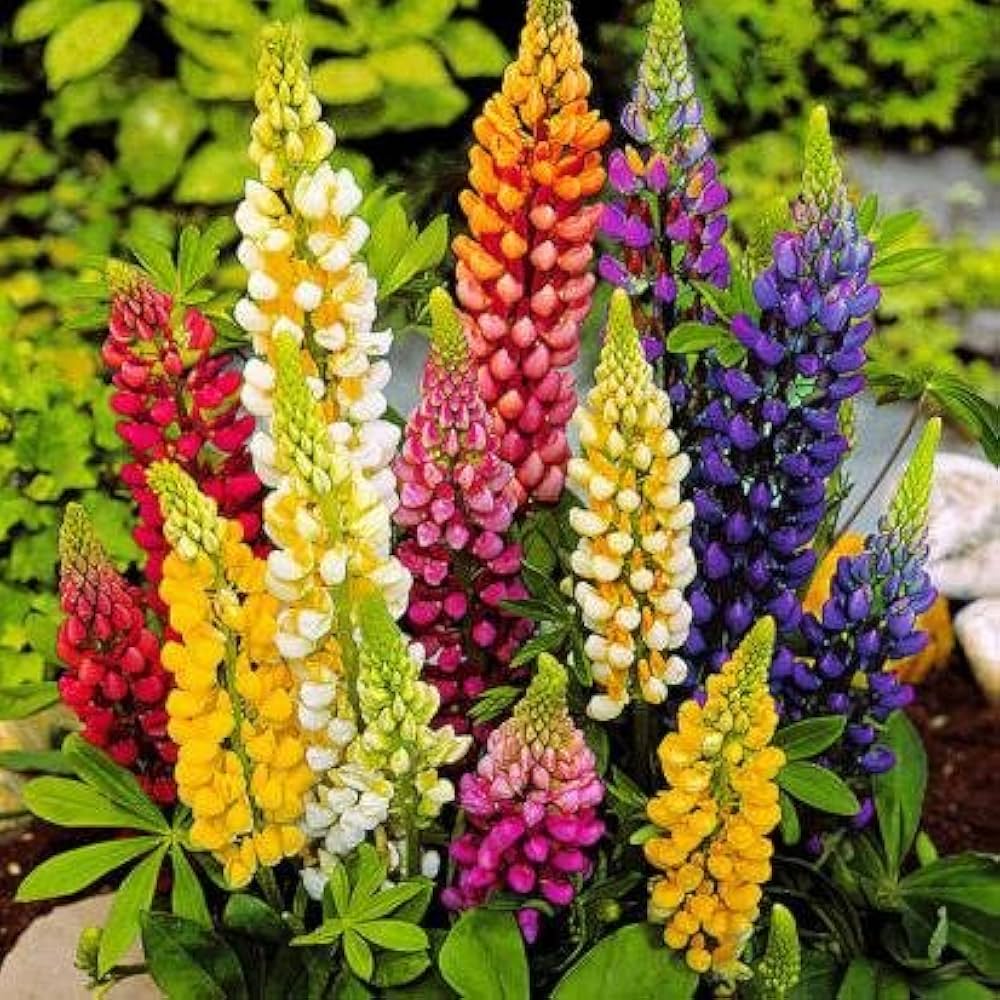mixed lupine flower seeds