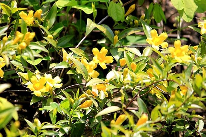 gelsemium flower flower seeds