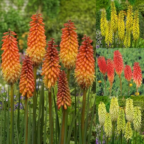 Mixed Kniphofia Flower Seeds – Heirloom Non-GMO High Germination Seeds
