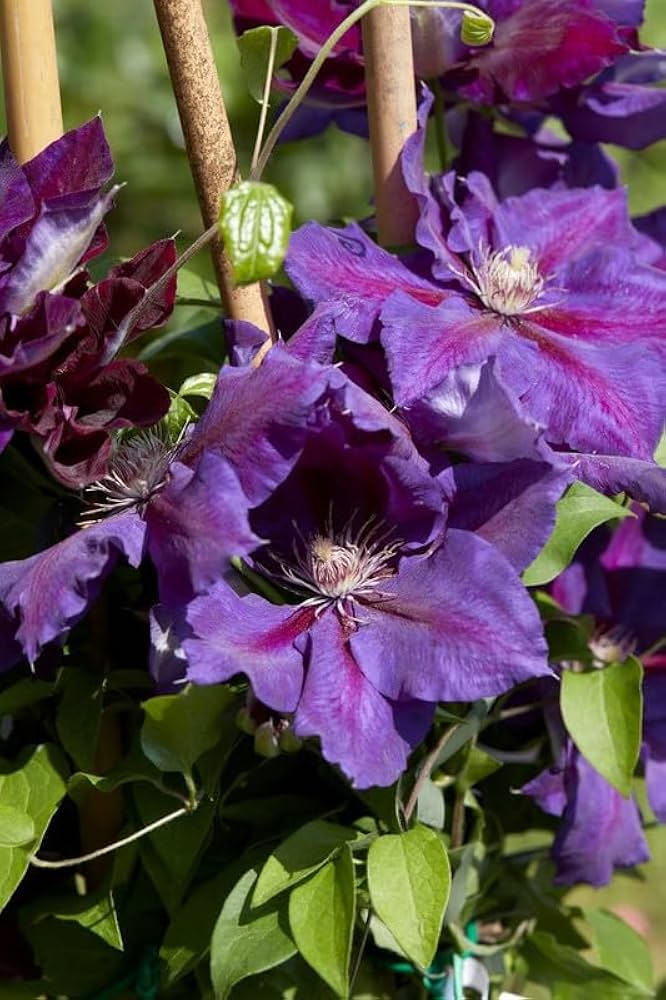 Purple Red Nelly Moser Flower Seeds – Heirloom, Non-GMO, High Germination Seeds