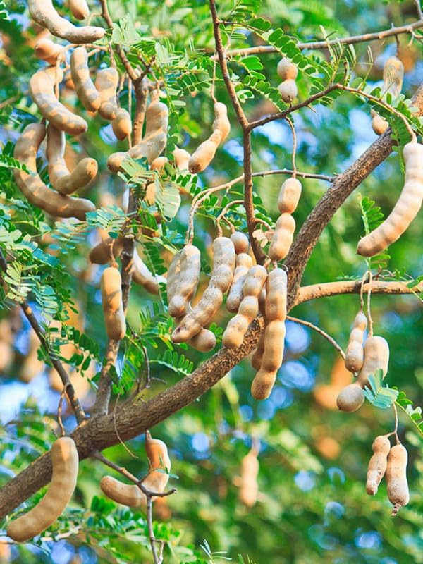 Tamarind Tree Seeds for Planting – Heirloom, Non-GMO, High Germination Seeds