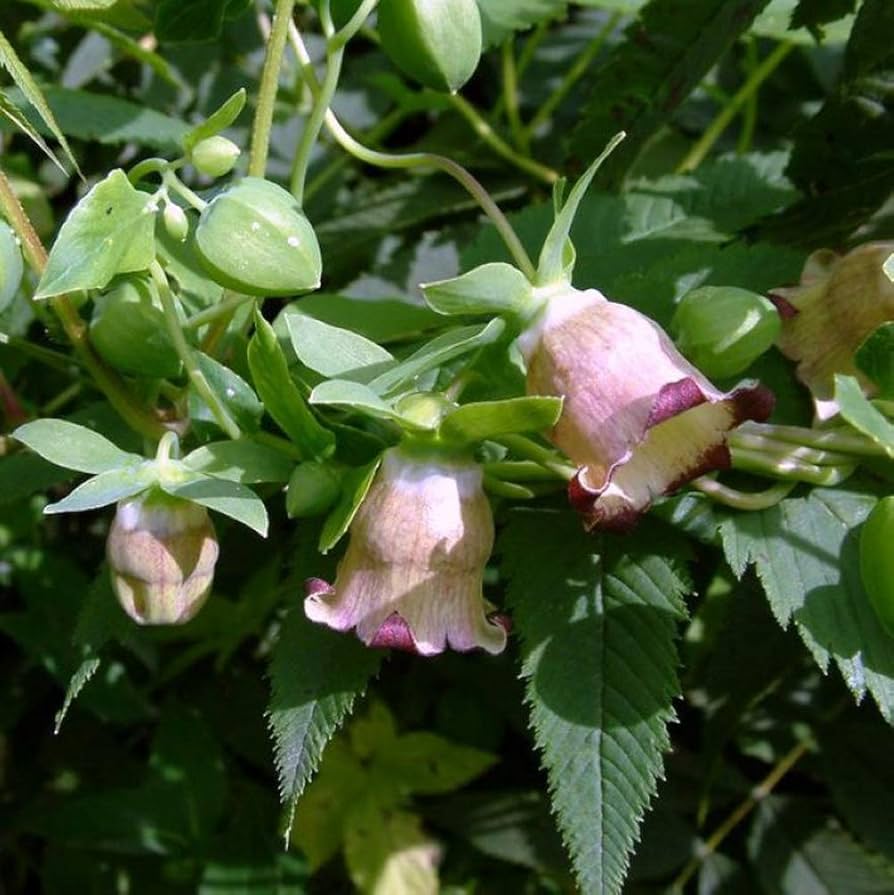 Codonopsis For herb seeds