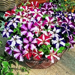 mixed petunia flower seeds
