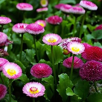 Mixed Chamomile Flower Seeds – Heirloom, Non-GMO, High Germination Seeds