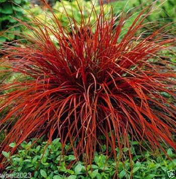 redunciniafiredanceheirloomnongmo flower seeds