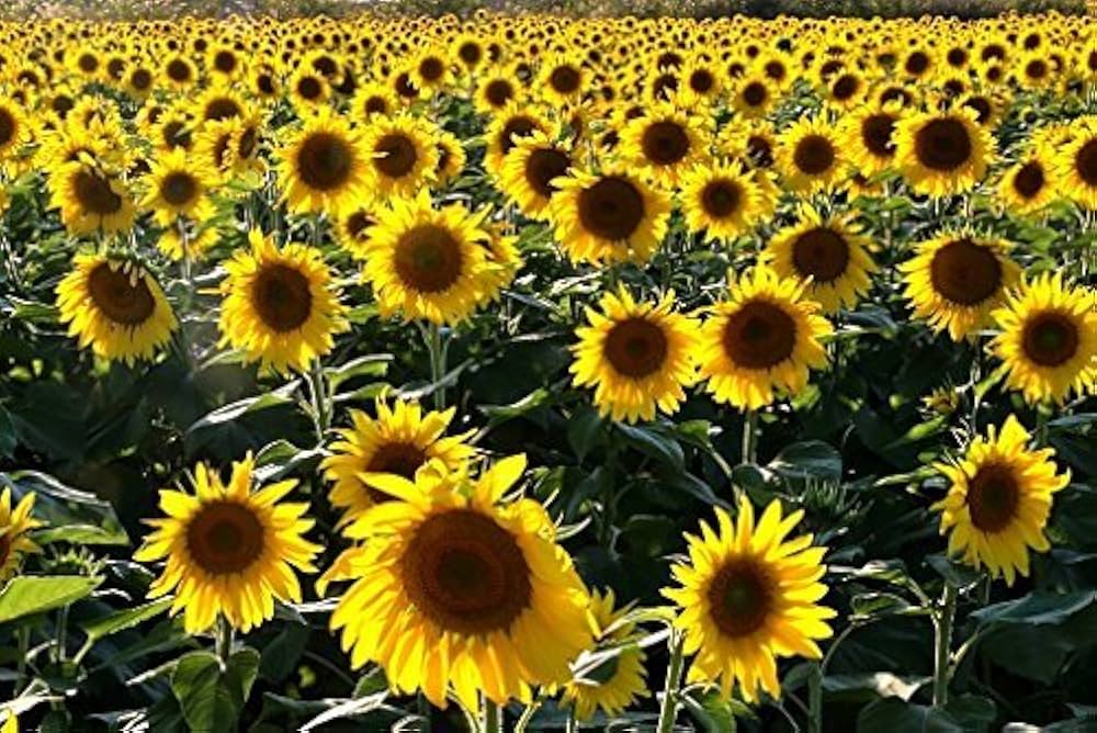 yellow giant flower seeds