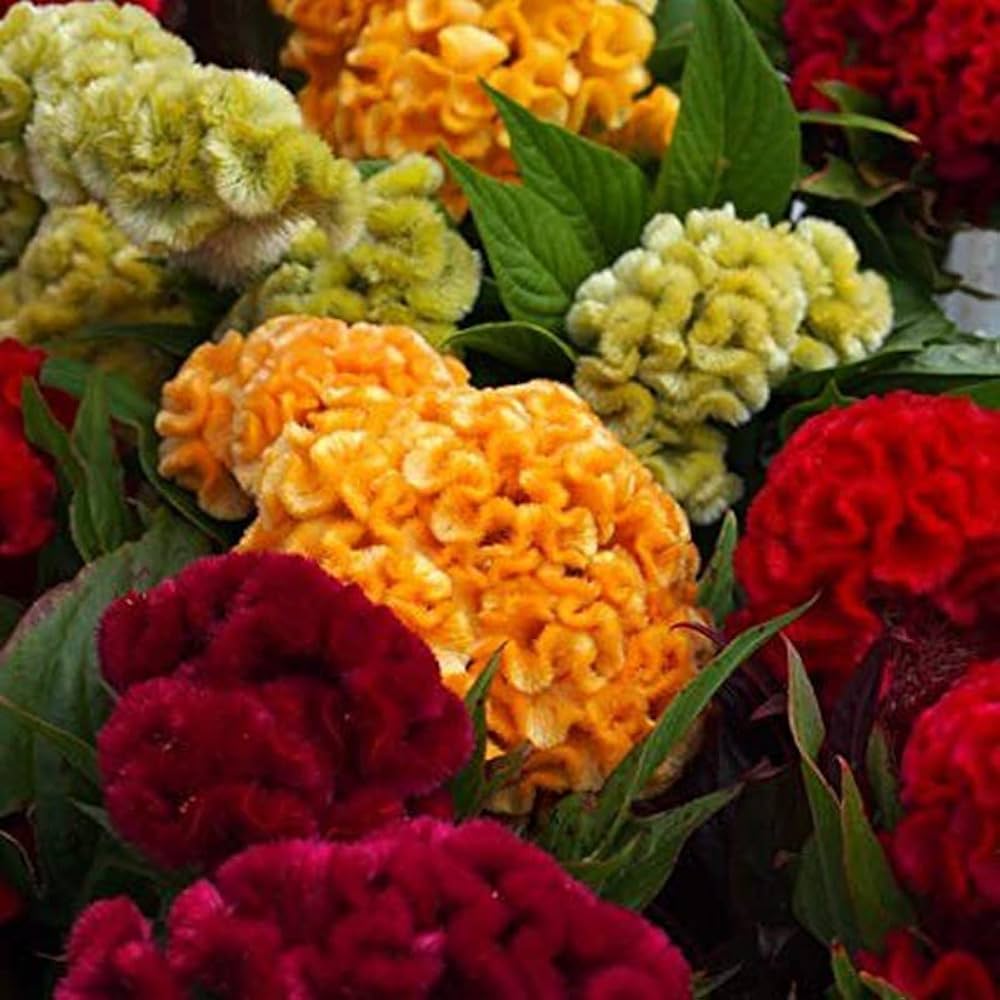 cockscomb for flower seeds