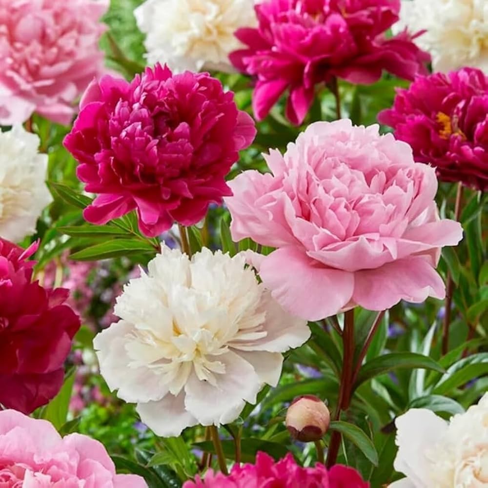 Mixed Double Peony Flower Seeds – Heirloom, Non-GMO, High Germination Seeds