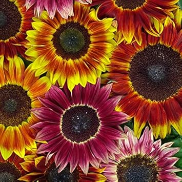 mixedsunflowerflowerheirloomnongmo flower seeds
