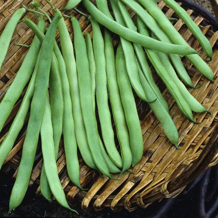 kentucky wonder flower seeds