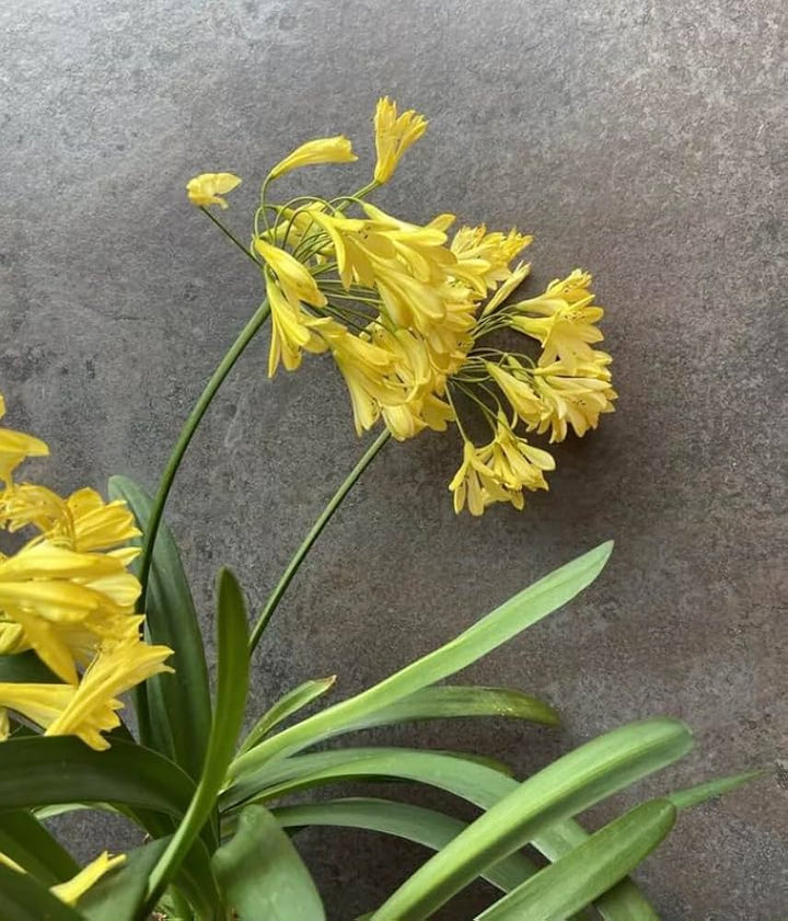Agapanthus Flower Yellow Seeds for Planting – Heirloom Non-GMO High Germination Organic Garden Seeds
