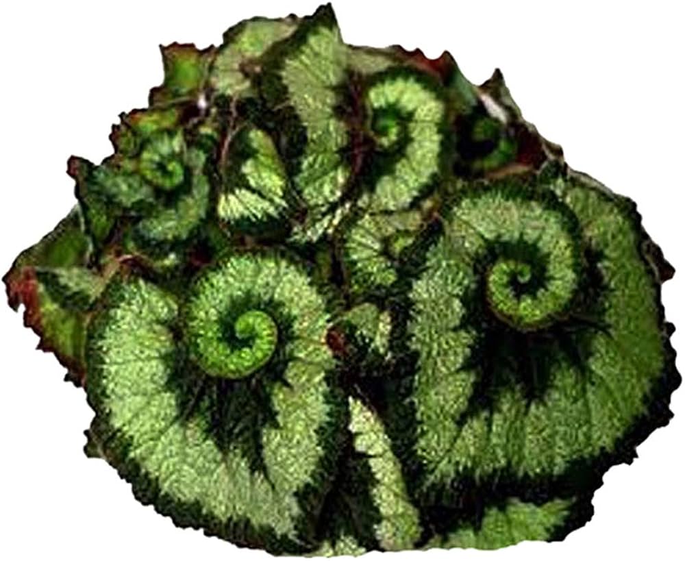 begonia flower flower seeds