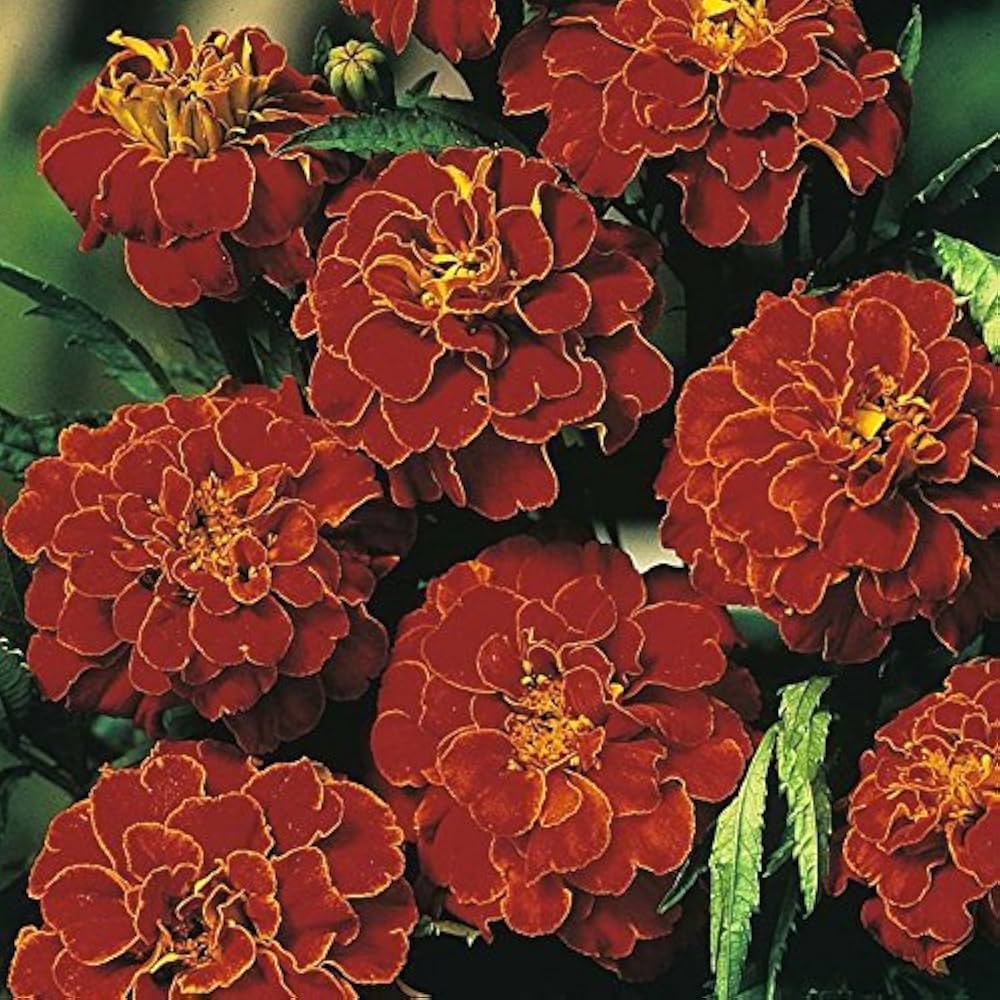Red Bolero French Marigold Seeds for Planting
