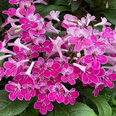 Zebra Primrose Flower Seeds – Heirloom Non-GMO High Germination Organic Garden Seeds