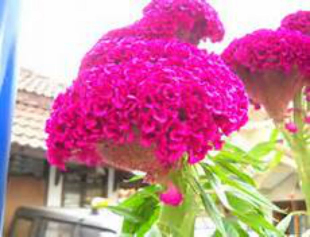 pink brain flower seeds