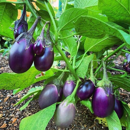 Purple Eggplant Seeds – Heirloom, Non-GMO, High Germination Organic Garden Seeds Planting