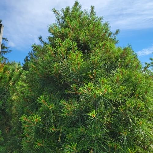 green pinus flower seeds