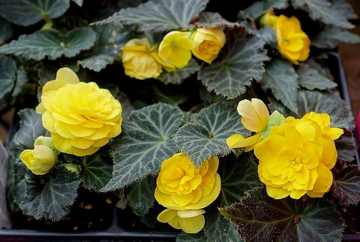 Semillas de flores de begonia tuberosa Mocha amarilla para plantar - Semillas orgánicas reliquia sin OMG