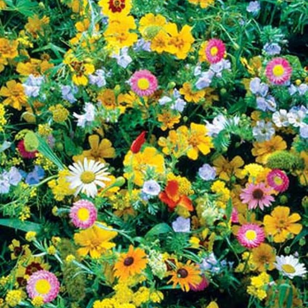 wildflower kentucky flower seeds