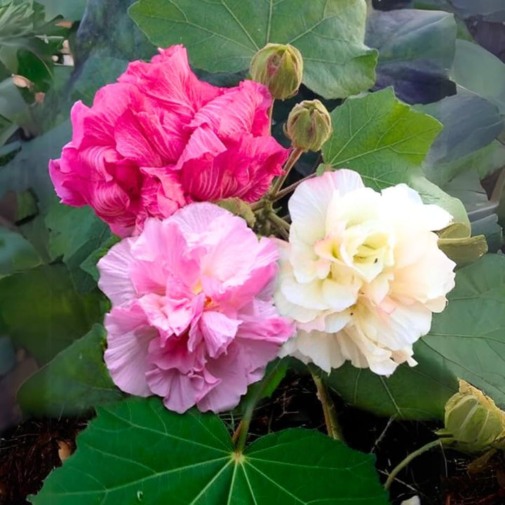 Hibiscus Mutabilis Color Change Flower Seeds Heirloom Non-GMO High Germination Organic Garden Seeds for Planting