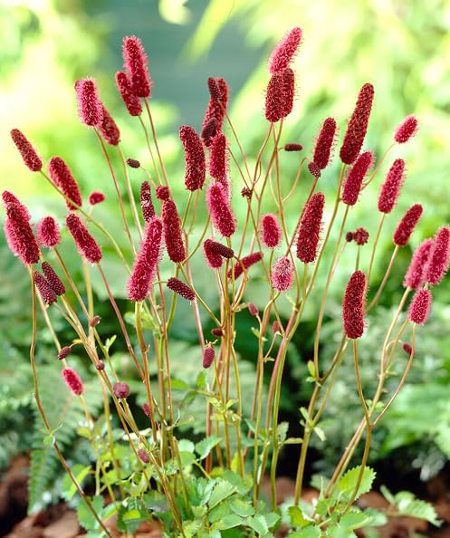 Red Sanguisorba Flower Seeds – Heirloom Non-GMO High Germination Organic Garden Seeds