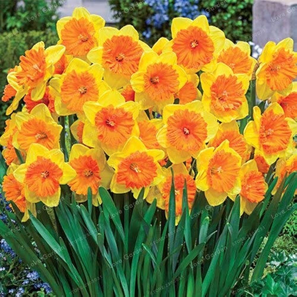 yellow orange flower seeds