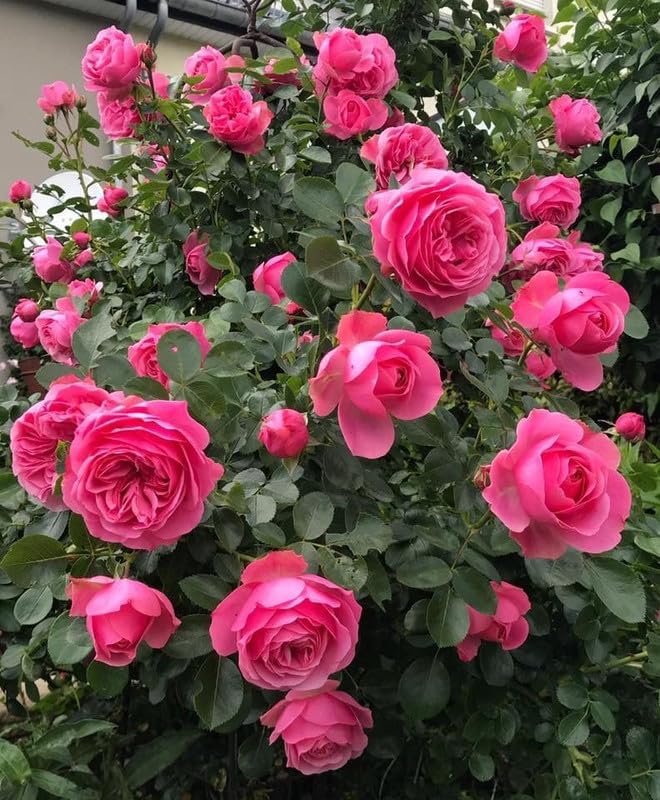 quanjucheer climbing flower seeds
