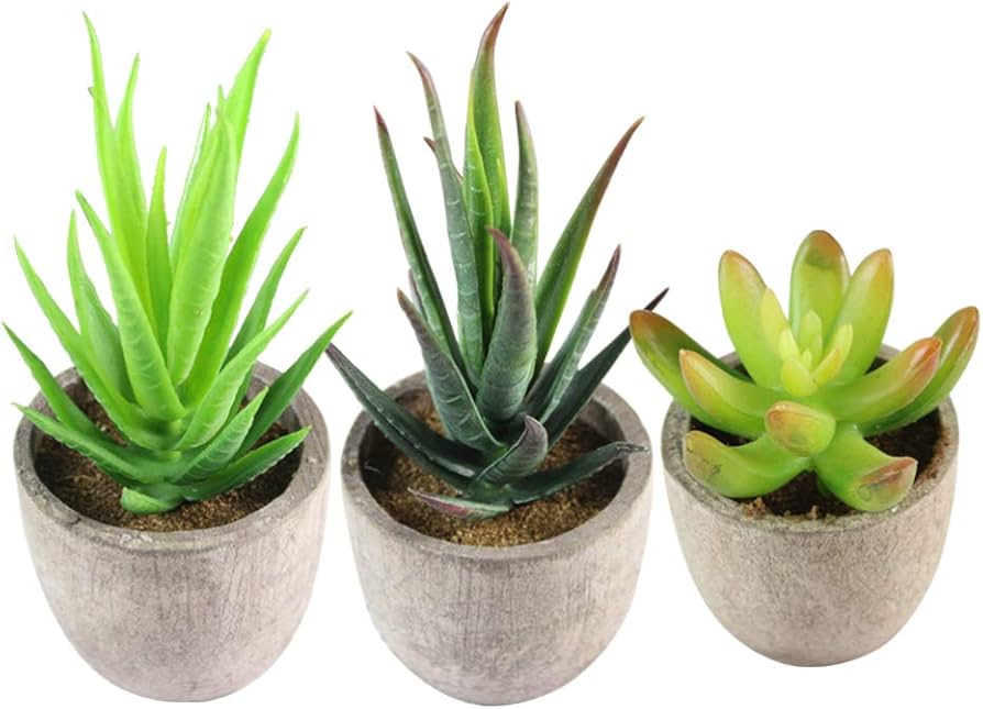 Gasteria Nitida herb seeds