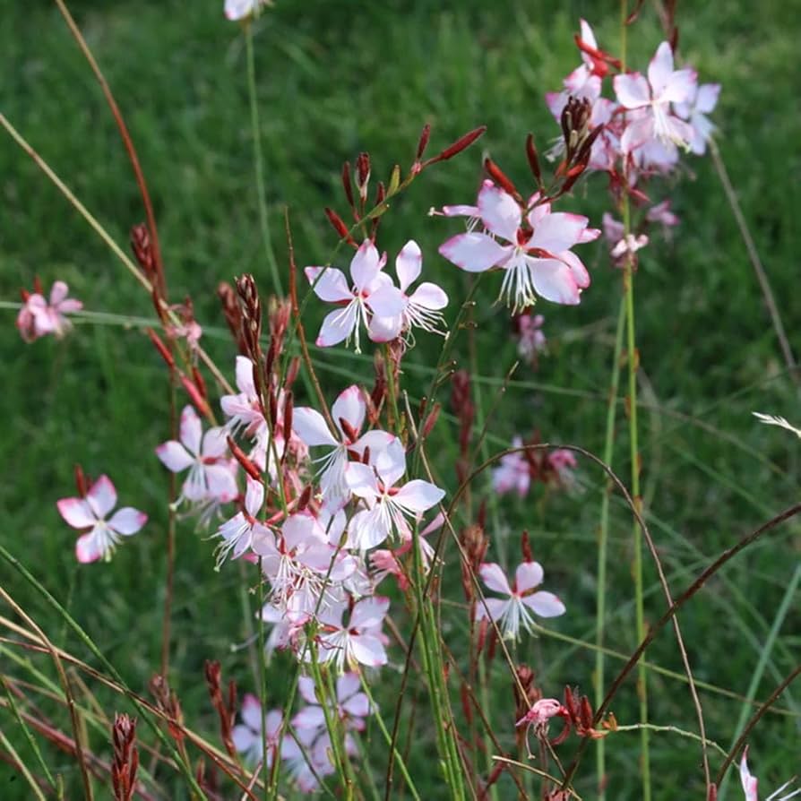 gaura for flower seeds