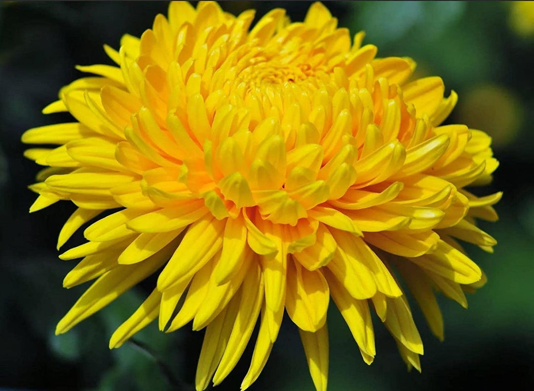 Semillas de Crisantemo Amarillo – Variedad Antigua, No-GMO, Alta Germinación