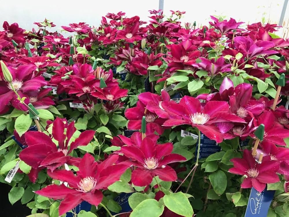 Red Clematis Flower Seeds for Planting – Heirloom Non-GMO High Germination Seeds