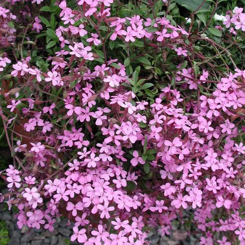 Saponaria Ocymoides Flower Seeds – Heirloom Non-GMO High Germination Organic Garden Seeds