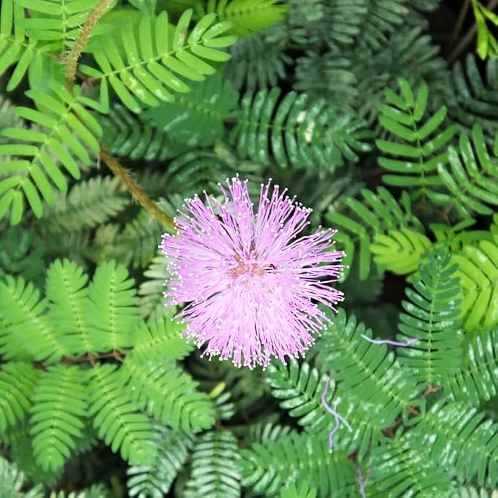 mimosa pudica flower seeds