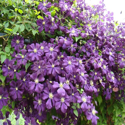 violet clematis flower seeds