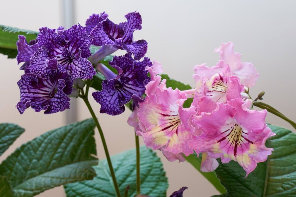 italy cape flower seeds
