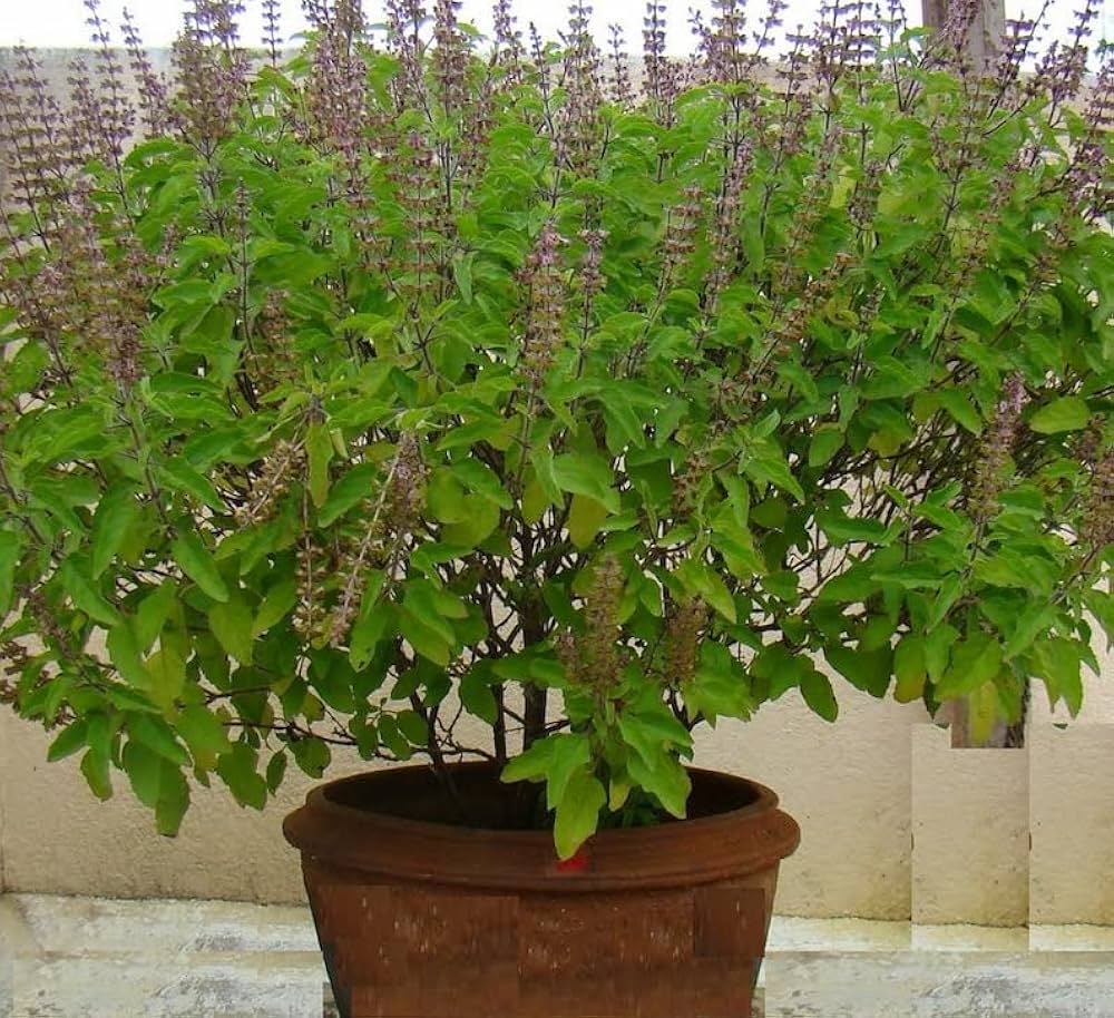 Holy Basil herb seeds