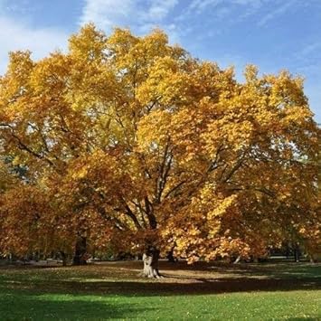 yellowsycamoremapleheirloomnongmo flower seeds