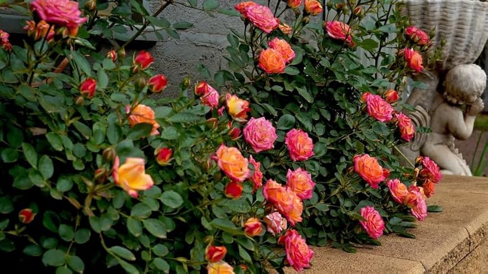 mini rose flower seeds