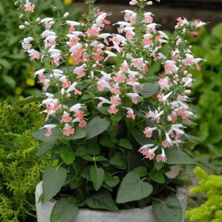 pink salvia flower seeds
