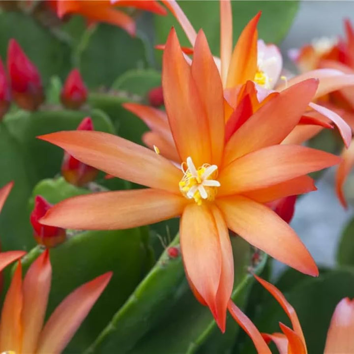Orange Rhipsalidopsis Flower Seeds – Heirloom, Non-GMO, High Germination Seeds