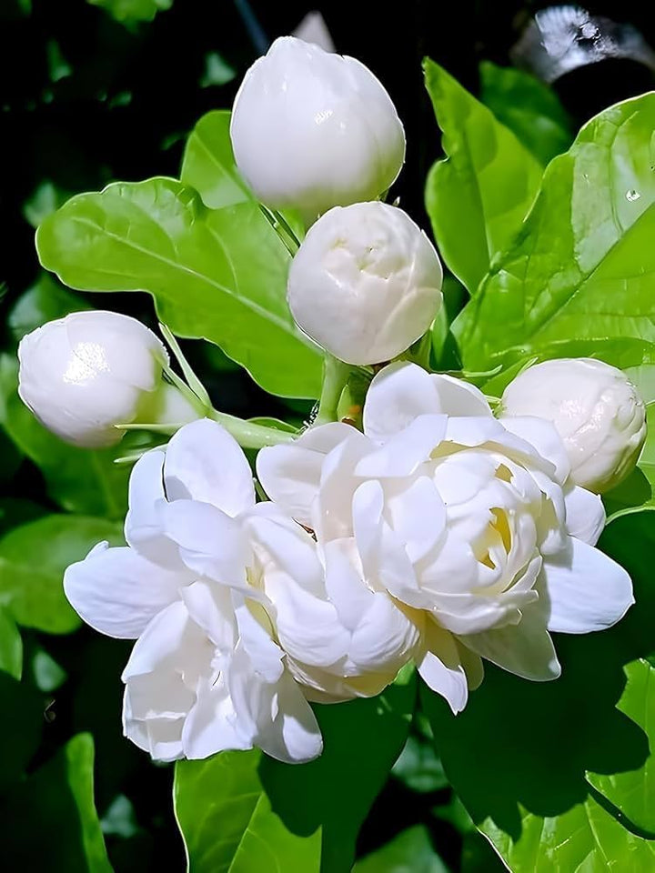 Samen von weißem arabischem Jasmin – Alte Sorte, gentechnikfrei, hohe Keimrate