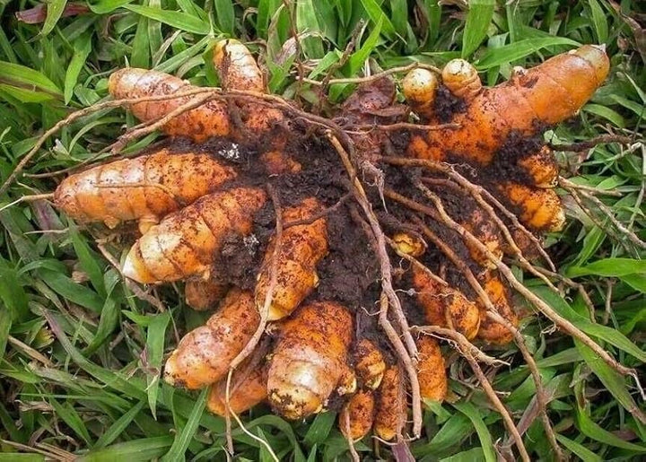 Brown Turmeric Root Seeds for Planting – Organic, Non-GMO, Heirloom Garden Seeds