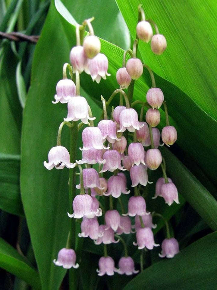 Lilly The Valley Flower Seeds – Heirloom, Non-GMO, High Germination Seeds
