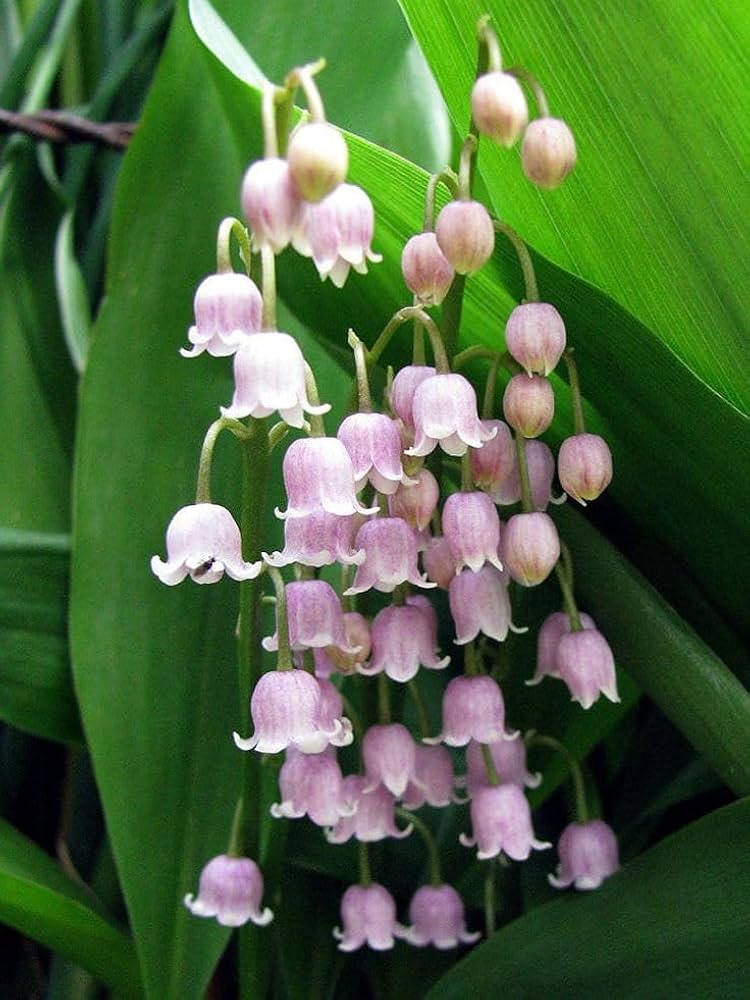 Lily of the Valley Flower Seeds Pale Pink – Seeds for Planting, Heirloom, Non-GMO, High Germination Organic Garden Seeds