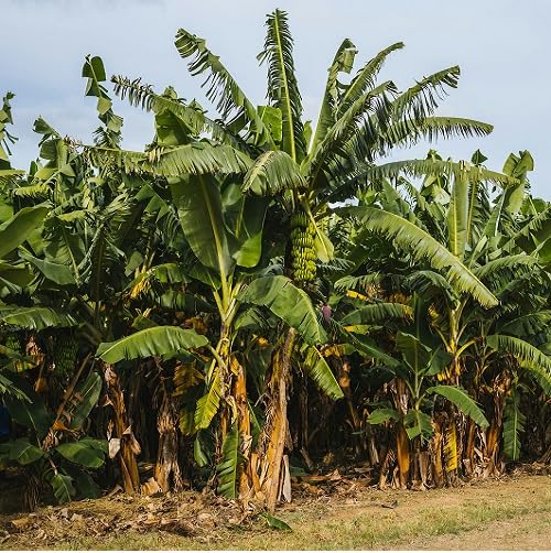 Semillas de plátano verde – Reliquia, sin OMG, alta germinación, semillas de jardín orgánicas