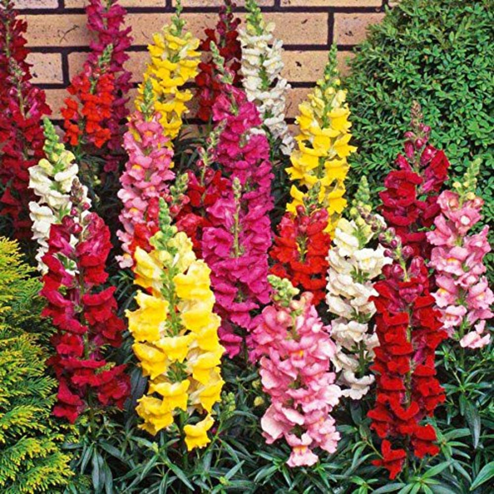 Burpee Mixed Flower Seed Packets Seeds for Planting