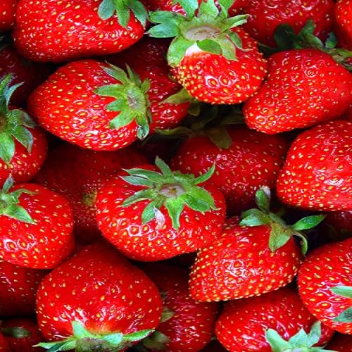 Red Strawberry Seeds – Heirloom, Non-GMO, High Germination Organic Garden Seeds