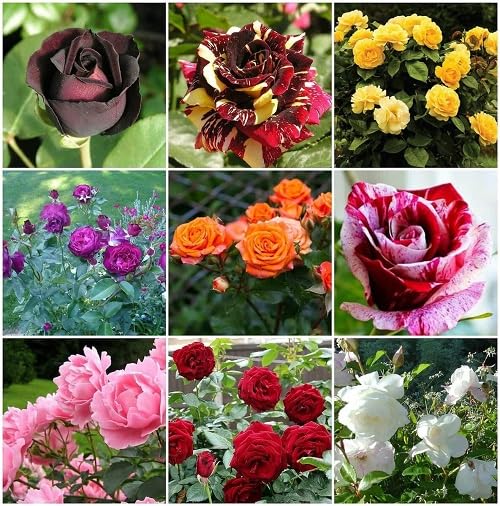 Mixed Rose Flower Seeds – Heirloom, Non-GMO, High Germination Seeds